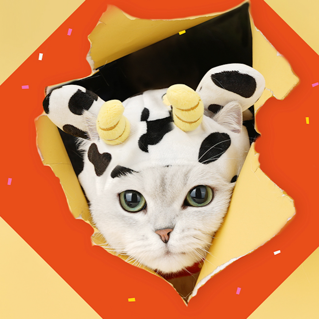 Cat and Dog Cow Cloak Costume with Hat